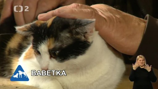 Nabídka koček: Azyl Lucky