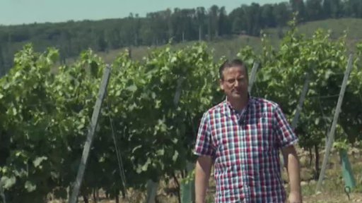 Malokarpatská vinná cesta