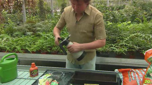 Papriky je třeba vysévat včasně