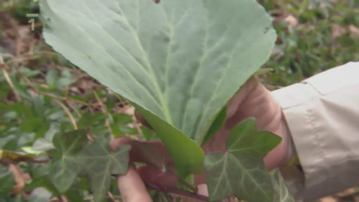 Světlo a stín pod vzrostlými stromy