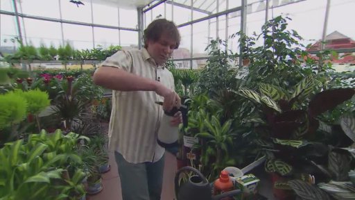 Strom, který pamatuje Ježíše