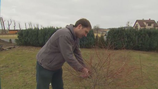 Vrbu jívu stříháme na hlavu