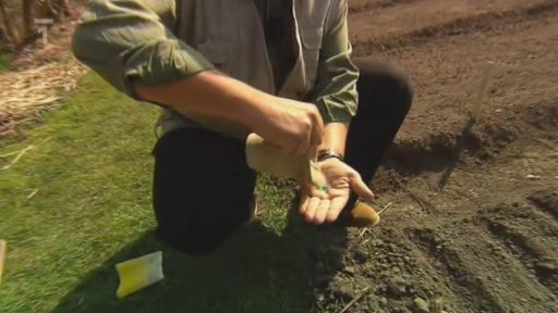 Řídký výsev se vyplatí