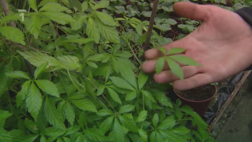 Bylina nesmrtelnosti