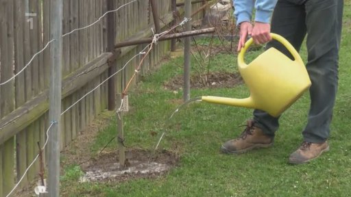 Pěstování vinné révy