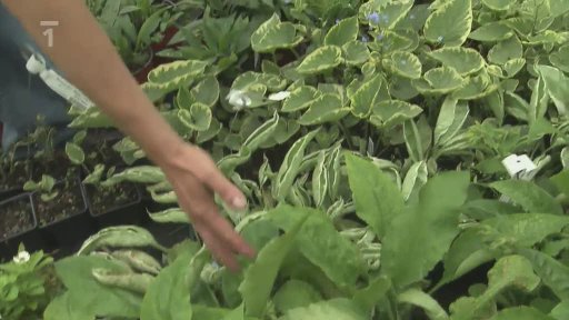 Brunnera Jacobi Krulichi - pomněnkovec Krulichův