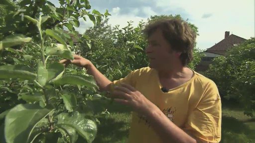 Letní řez jabloní