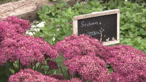 Rozchodník nebo li zelíčko