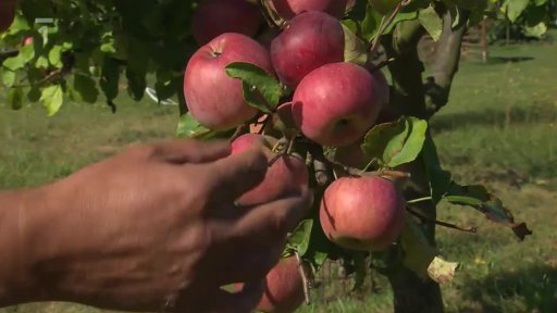 Uskladňujeme úrodu