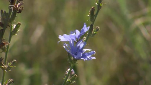 Endivie, radiccho nebo čekanka