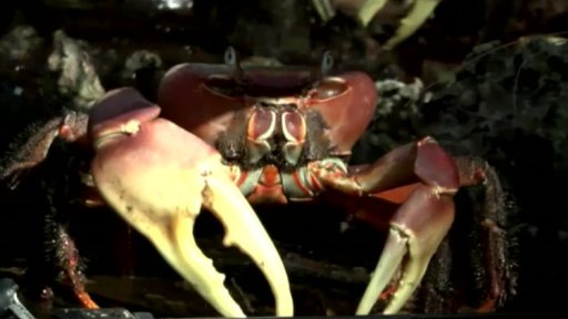 Unikátní snímek z atolu Aldabra