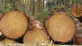 Těžba dřeva v lesích z církevních restitucí