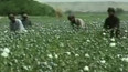 Opium v Afghánistánu