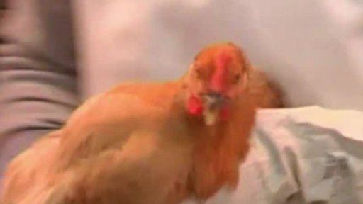 První oběť nového druhu ptačí chřipky