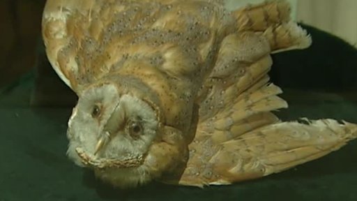 Secese v Obecním domě