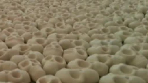 Výstava miniaturních lebek