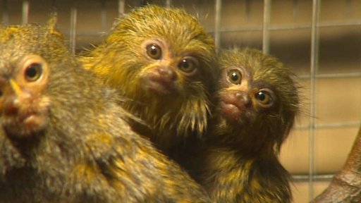 Liberecká zoo se pyšní mláďaty nejmenších opiček na světě - kosmanů zakrslých