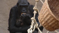 Pražská ZOO má gorilího samečka