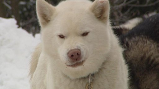 V Orlických horách začal jeden z nejtěžších závodů psích spřežení v Evropě