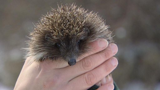 Mrazy a zvířata v útulcích