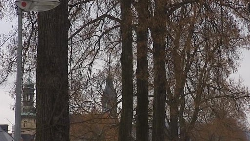 Liberec plánuje kácení stoletých lip na Masarykově třídě