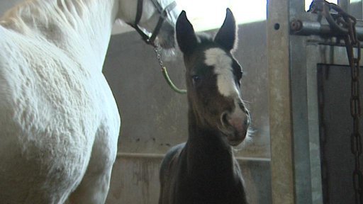 Starokladrubáků by mělo být v příštích letech ještě víc