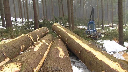 Kvůli hrozbě kůrovce budou pokáceny desítky tisíc zdravých smrků v národním parku České Švýcarsko