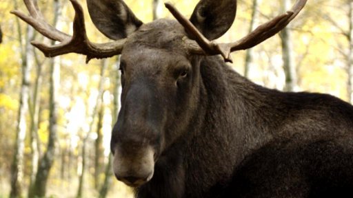 V chomutovském zooparku uhynuli dva losi evropští