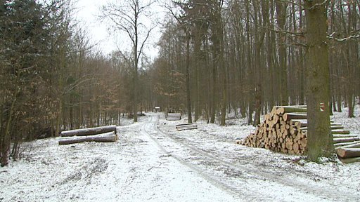 Bendl kritizoval péči o lesy na Křivoklátsku