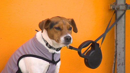 Očipovaní psi v Českých Budějovicích bez poplatku