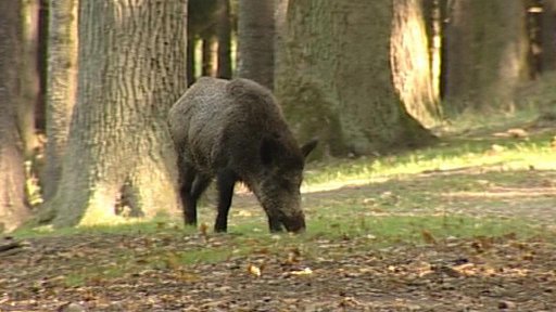 Přemnožená zvěř a škody na polích