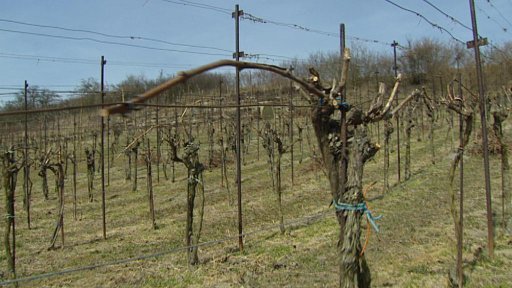 Nejstarší vinice v Čechách čeká na obnovu