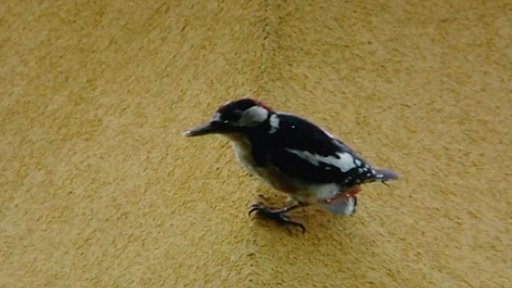 Datlovití ptáci poškozují fasády zateplených domů