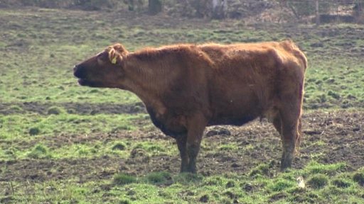 Zloději ukradli 14 krav z pastvin na Sokolovsku