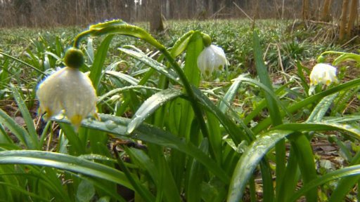 Poslední šanci vidět louky plné bledulí mají turisté v CHKO Žďárské vrchy