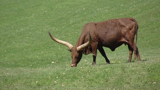 Novinky v královédvorské zoo