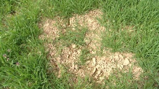 Lesní zvěř ničí zemědělcům pole