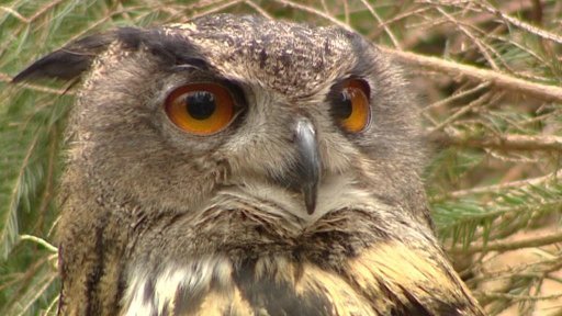 Sovy na Borových Ladech