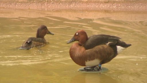 Plzeňská zoo má novou ptačí expozici