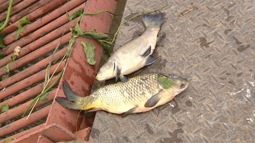 Ztráty v záplavami zasažených oblastech začínají sčítat i rybáři