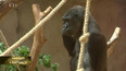 Do pražské zoo se vrací evakuovaná zvířata