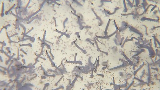 Postřiky proti komárům na Třeboňsku zafungovaly