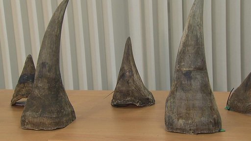 Čeští celníci odhalili pašované rohy nosorožců za sto milionů
