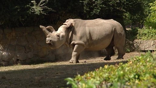 Ochrana nosorožců v Česku