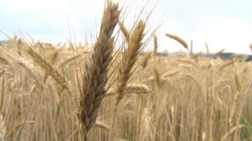 Suché počasí přidělává starosti zemědělcům v Libereckém kraji