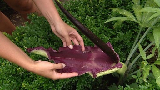 Zapáchající výzdoba