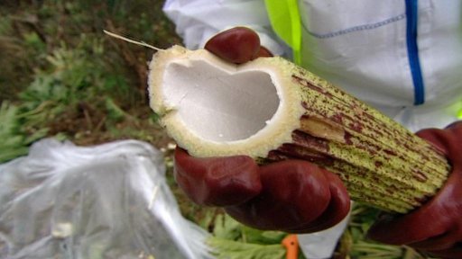 Boj s bolševníkem v Karlovarském kraji