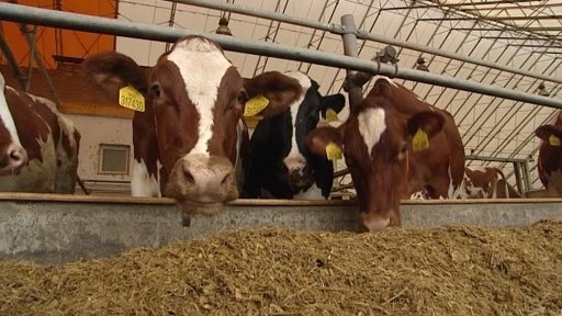 Cena mléka roste, zemědělci na něm ale stále prodělávají