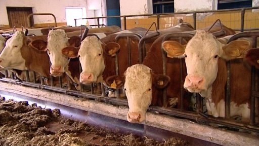 Bavorští farmáři chtějí vyšší cenu za mléko