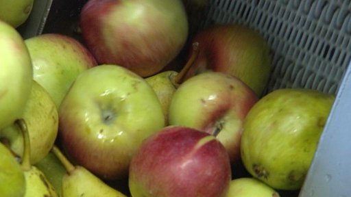 Moštárny v západních Čechách čeká kvůli slabé úrodě jedna z nejhorších sezon